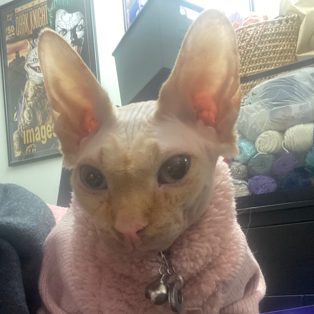 Meet your Posher, Sarah